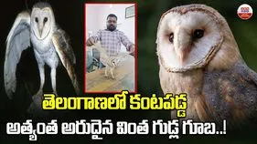 అత్యంత అరుదైన వింత గుడ్లగూబ.!