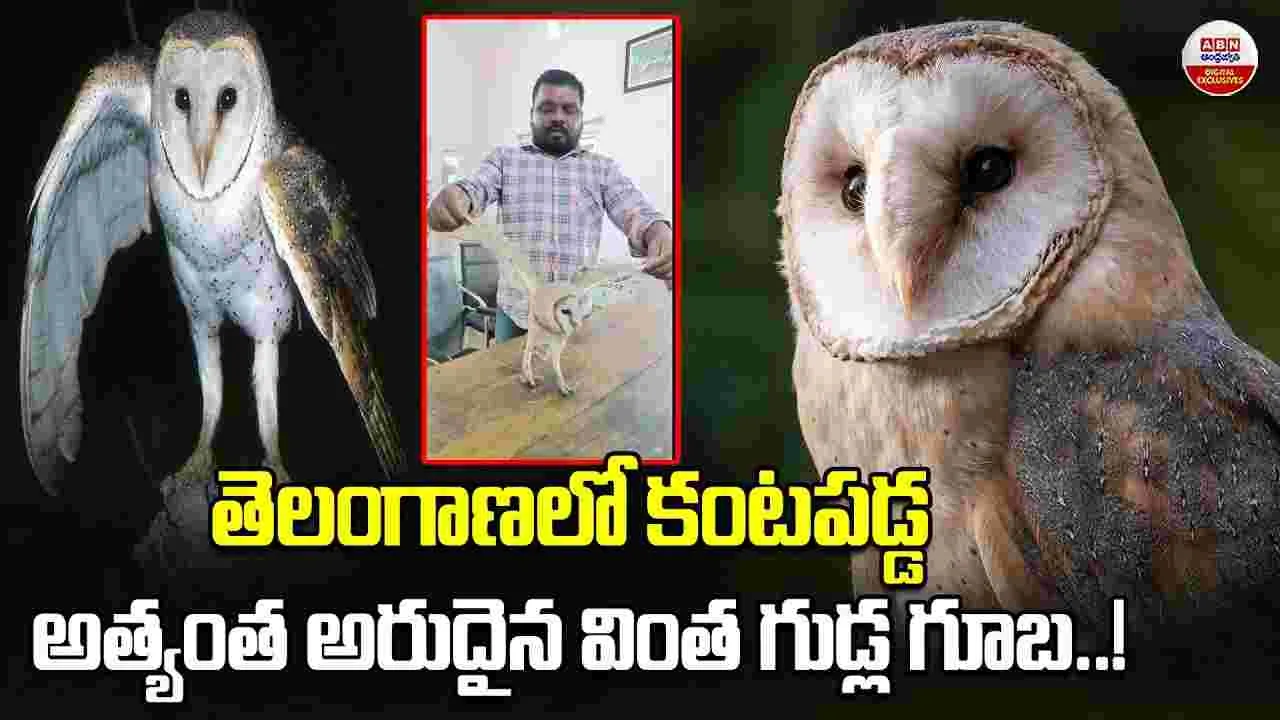 అత్యంత అరుదైన వింత గుడ్లగూబ.!