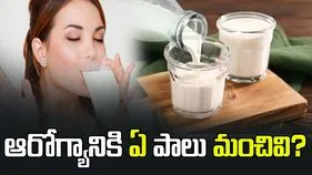 ఆరోగ్యానికి ఏ పాలు మంచివో తెలుసా?