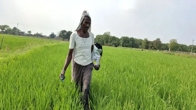 ఆశల యాసంగి