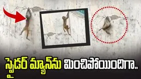 ఈ కోతి ముందు స్పైడర్ మ్యాన్‌ కూడా దిగదుడుపే.. ఏం చేసిందో మీరే చూడండి..