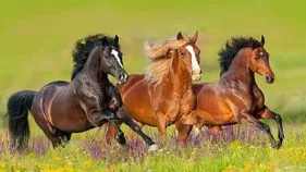 గుర్రాలు, గాడిదలు పెంచేందుకు లైసెన్స్‌ తప్పనిసరి 