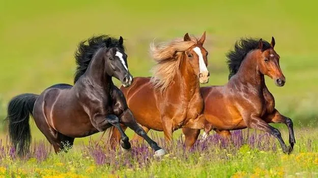 గుర్రాలు, గాడిదలు పెంచేందుకు లైసెన్స్‌ తప్పనిసరి 