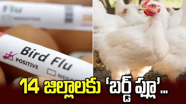 14 జిల్లాలకు ‘బర్డ్‌ ఫ్లూ’ వ్యాప్తి
