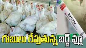 గుబులు రేపుతున్న బర్డ్‌ ఫ్లూ