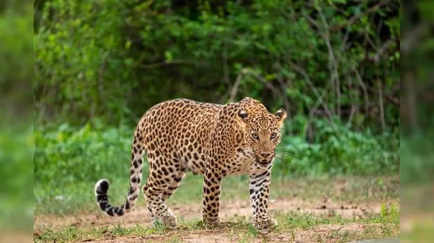  ఊటీలో పులి దాడి.. ఒకరి మృతి