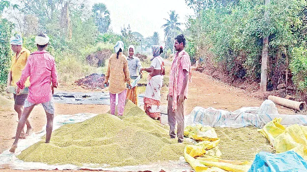 పెసర పంటకు  కష్టకాలం ! 