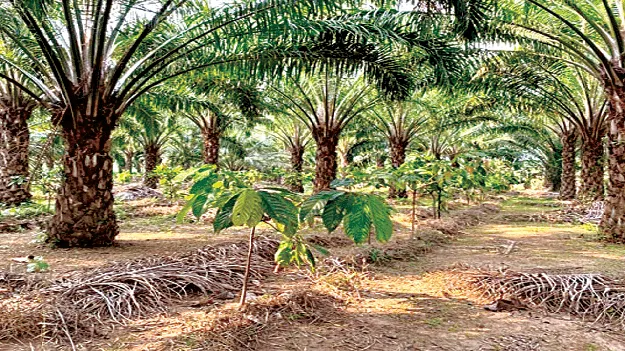 Palm Oil   పామాయిల్‌ సాగు  ఆశాజనకం 