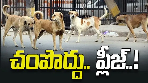 చంపొద్దు.. ప్లీజ్‌..!