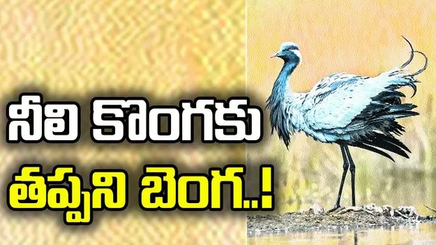 నీలి కొంగకు తప్పని బెంగ..!