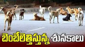 బెంబేలెత్తిస్తున్న శునకాలు