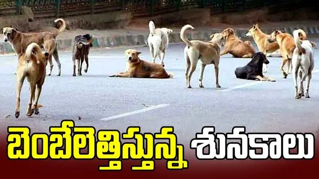బెంబేలెత్తిస్తున్న శునకాలు