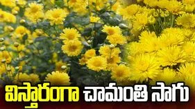 విస్తారంగా చామంతి సాగు