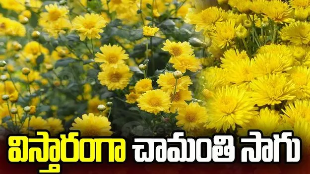 విస్తారంగా చామంతి సాగు
