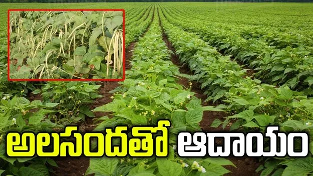 అలసందతో ఆదాయం