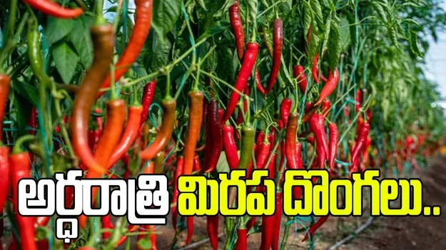 అర్ధరాత్రి మిరప దొంగలు..