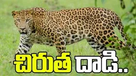 చిరుత దాడి.. రెండు మేకలు మృతి 