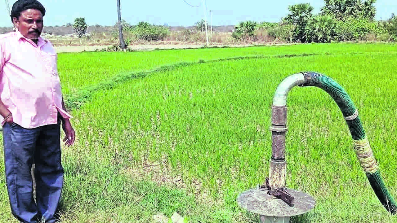 ఎంబీసీలో ఎండుతున్న పంటలు