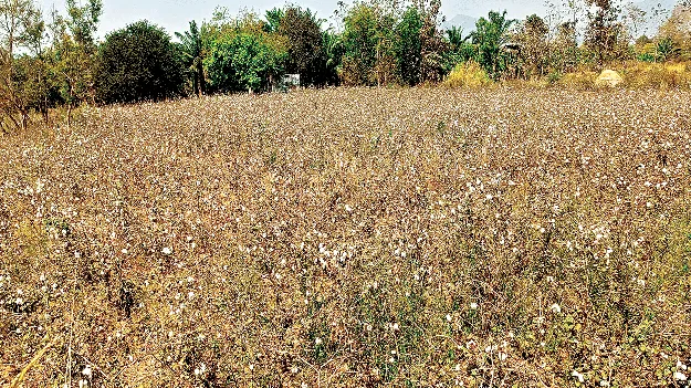  Fields Covered  20 శాతం పొలాల్లోనే..