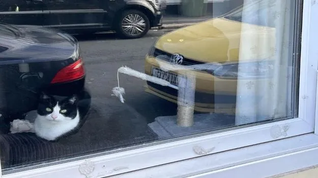 మీది డేగ చూపు అయితే.. ఈ ఫొటోలో రెండో పిల్లి ఎక్కడుందో 20 సెకెన్లలో కనిపెట్టండి!