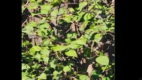 మీ కళ్లు చురుకైనవి అయితే.. ఈ చెట్టుపై పక్షి ఎక్కడుందో 10 సెకెన్లలో కనిపెట్టండి!