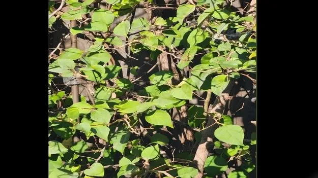 మీ కళ్లు చురుకైనవి అయితే.. ఈ చెట్టుపై పక్షి ఎక్కడుందో 10 సెకెన్లలో కనిపెట్టండి!