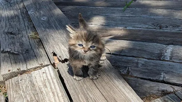 మీది హెచ్‌డీ చూపు అయితే.. ఈ ఫొటోలోని రెండో పిల్లి ఎక్కడుందో 7 సెకెన్లలో గుర్తించండి.. 