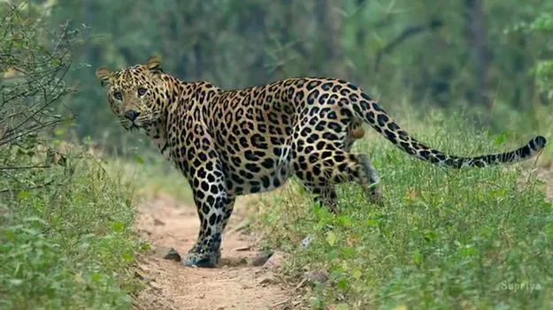 పారిశ్రామికవాడలో చిరుత కలకలం