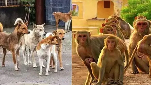 కోతులు, కుక్కలు.. వణికిస్తున్నాయ్‌..