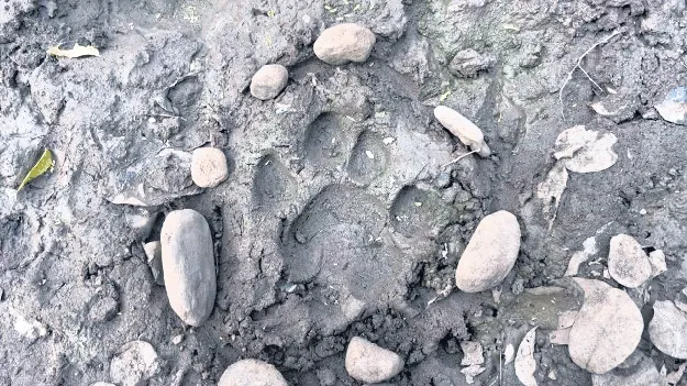 పొలాల్లో పులి సంచారం