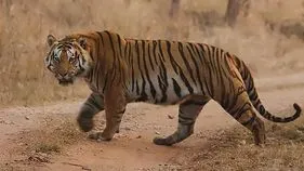 పోలవరం జిల్లాలో పెద్ద పులి సంచారం కలకలం