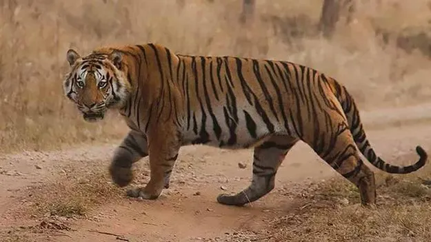 పోలవరం జిల్లాలో పెద్ద పులి సంచారం కలకలం