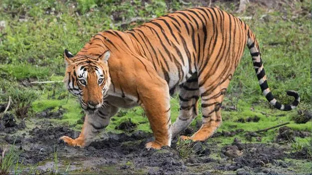 కాకినాడలో పెద్దపులి కలకలం.. అటవీ అధికారుల అలర్ట్