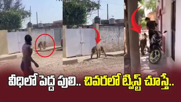 వీధిలో తాపీగా నడుస్తున్న పెద్ద పులి.. చివరికి జరిగింది చూస్తే నోరెళ్లబెడతారు.. 
