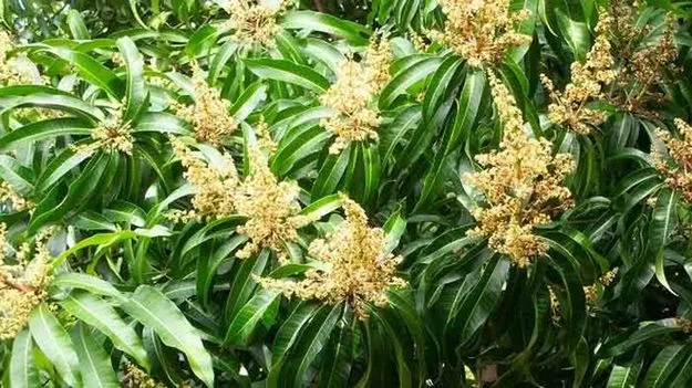 పూత బాగుంది..జాగ్రత్తలు తీసుకోండి