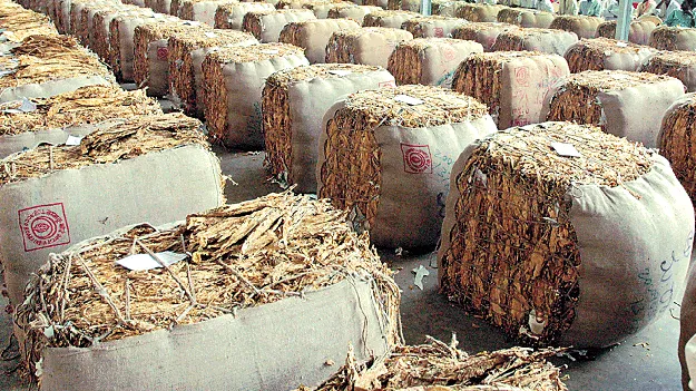 పొగాకు కొనుగోళ్లలో జాప్యం