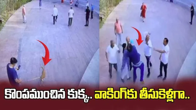 కుక్కతో పెద్ద చిక్కే వచ్చిందిగా.. వాకింగ్‌కు తీసుకెళ్లిన యజమాని పరిస్థితి చివరకు.. 