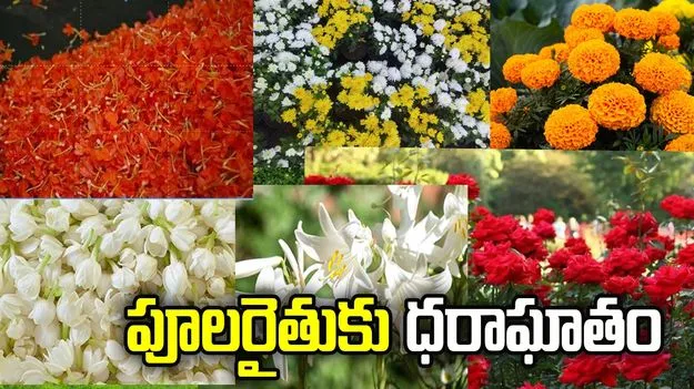 పూలరైతుకు ధరాఘాతం