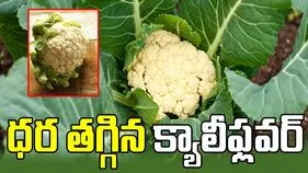 ధర తగ్గిన క్యాలీఫ్లవర్‌ 