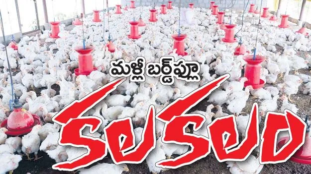 మళ్లీ బర్డ్‌ఫ్లూ కలకలం!