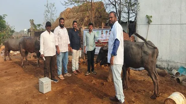 kumaram bheem asifabad- పశువులకు గాలికుంటు వ్యాధి నివారణ టీకా