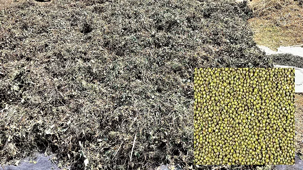  అపరాలను అమ్ముకునేదెలా?