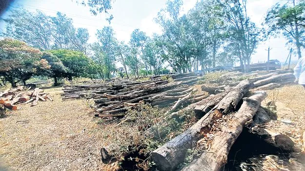 కలప వేలంపై కాలయాపన