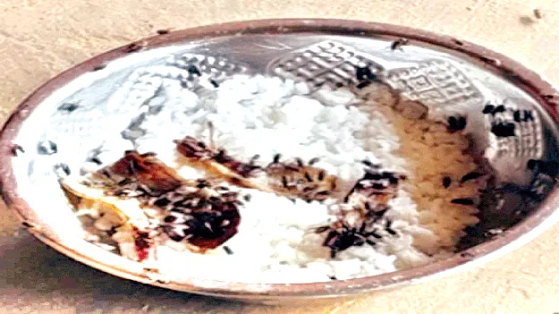 పగలు ఈగలు.. రాత్రి దోమలు