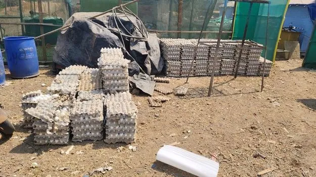 కుళ్లిన గుడ్లు, చికెన్‌ వేస్టే మేత!