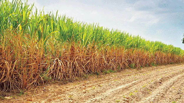 చేదెక్కిన చెరకు