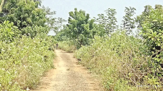 ఏటిగట్టుపై నెర్రలు.. పిచ్చిమొక్కలు