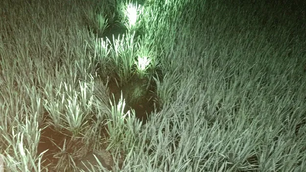 పట్టాలపై ఒంటరి ఏనుగు