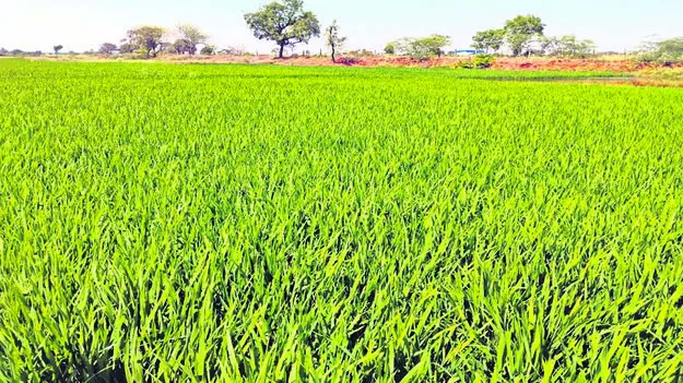 CROP: పచ్చని పైరుతో కళకళ