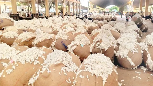 తటస్థంగా పత్తి ధరలు 